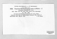 Puccinia muhlenbergiae image